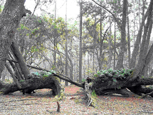 Split Oak Forest