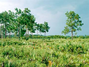 Hal Scott Regional Preserve and Park