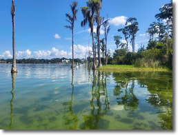 Tree line next to body of water