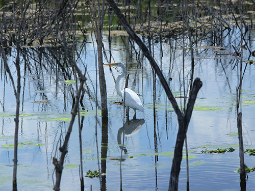 Egret bird standing in a pond