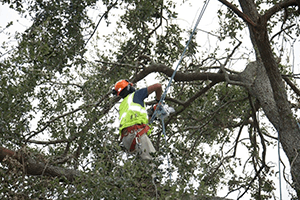 A professional hanging from a tree, trimming branches